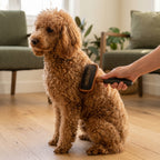 La Caresse, brosse poil bouclé, dans le pelage d'un caniche abricot