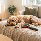 La Caresse, brosse poil bouclé, posée près d'un cockapoo couché