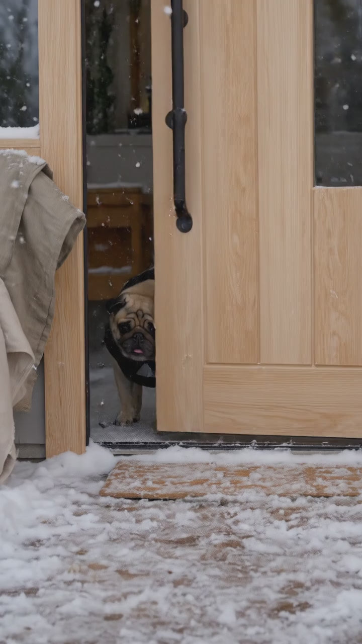 Vidéo : un carlin en Paletot noir sort de la maison et trotte dans la neige