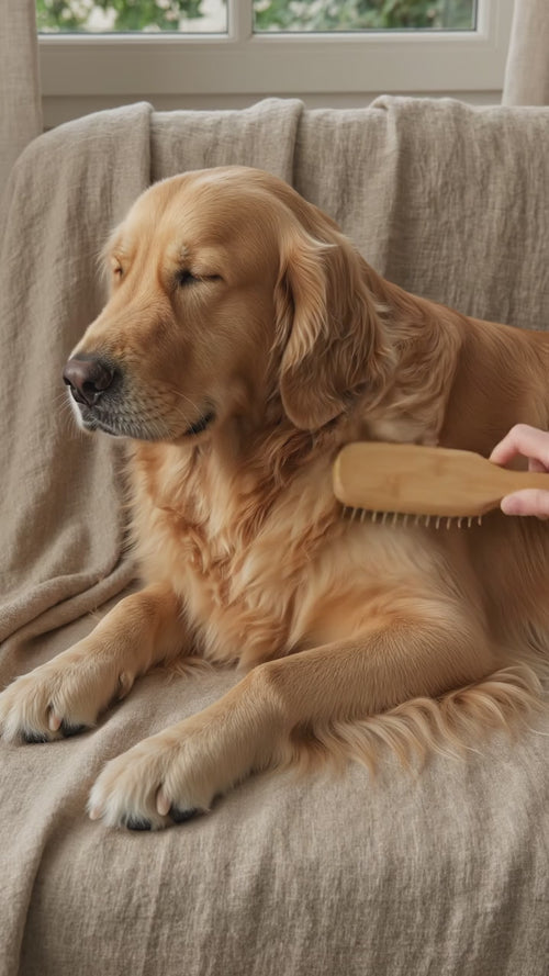 Vidéo : La Caresse glisse dans le pelage d'un golden retriever détendu