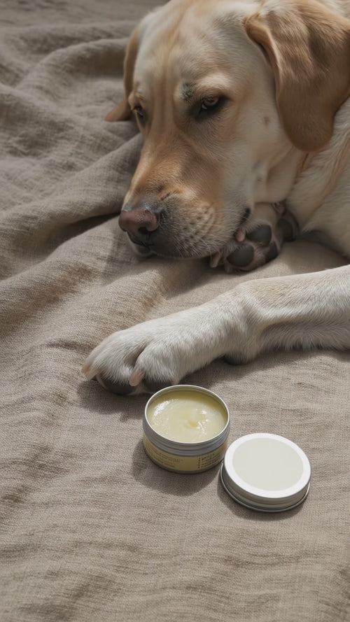 Vidéo : une main prélève Le Baume et masse le coussinet d'un labrador
