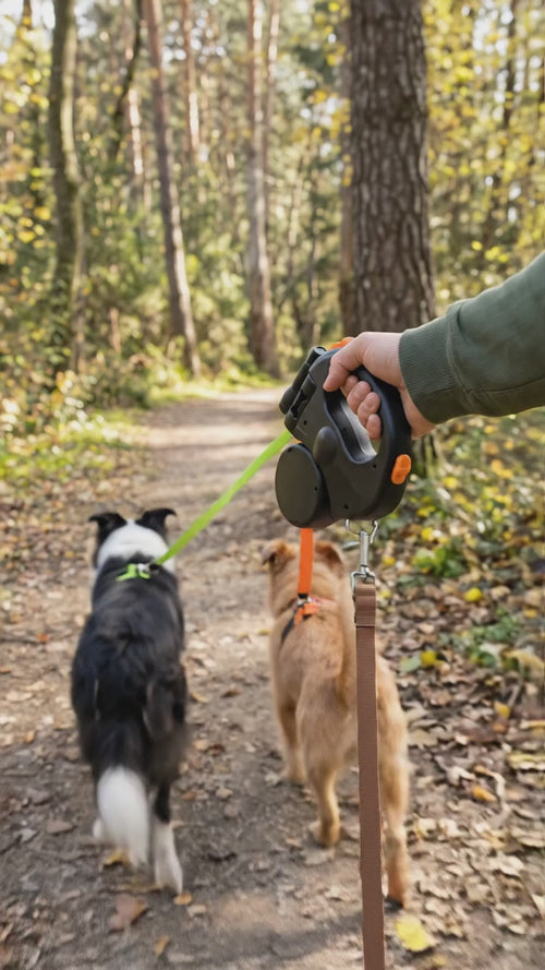 Vidéo : deux chiens s'éloignent sur un chemin forestier, les sangles de La Flânerie se déroulent